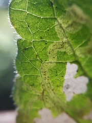 Apteropeda