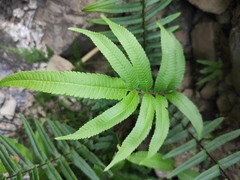 Menisciopsis penangiana