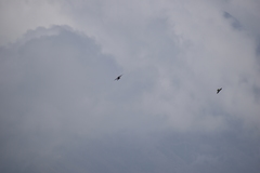 Aeronautes andecolus