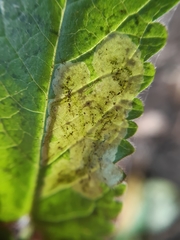 Apteropeda