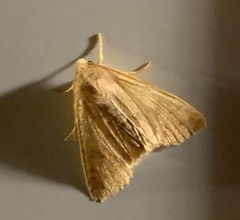 Pyreferra hesperidago