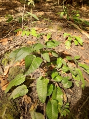 Apteropeda