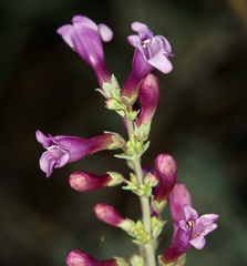 Penstemon patens