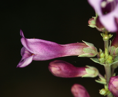 Penstemon patens