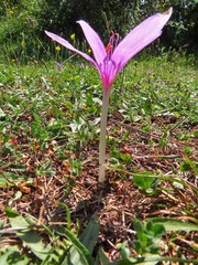 Colchicum autumnale