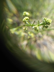Galium angustifolium