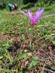 Colchicum autumnale