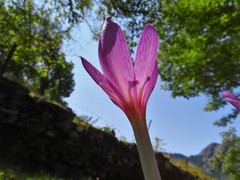 Colchicum autumnale