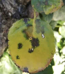 Diplocarpon