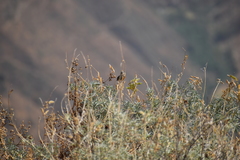 Anairetes reguloides