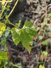 Zehneria maysorensis