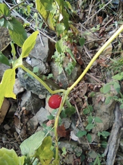 Zehneria maysorensis