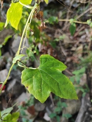 Zehneria maysorensis