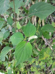 Perilla