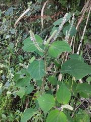 Perilla
