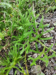 Lycopodium japonicum