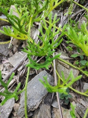Lycopodium japonicum
