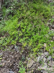 Lycopodium japonicum