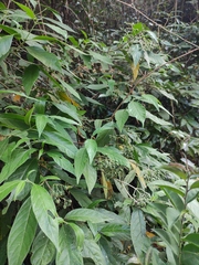Tarenna mollissima