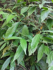 Tarenna mollissima