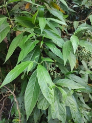 Tarenna mollissima