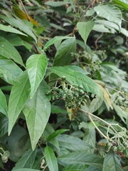 Tarenna mollissima