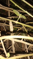 Rieppeleon kerstenii