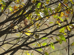 Phylloscopus collybita