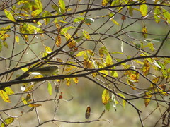 Phylloscopus collybita