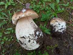 Boletus edulis