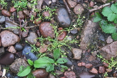 Sagina japonica