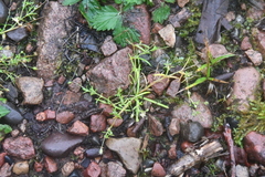 Sagina japonica