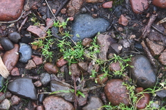 Sagina japonica