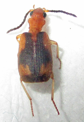 Brachininae
