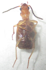 Brachininae