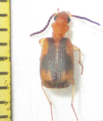 Brachininae