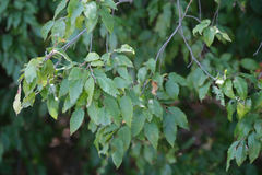 Carpinus orientalis