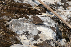 Hipparchia statilinus