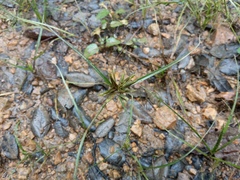 Cyperus flavescens