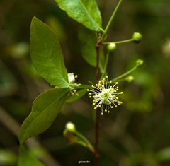 Eugenia uniflora
