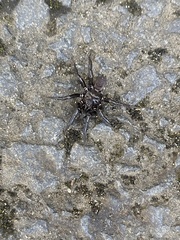 Antrodiaetus pacificus