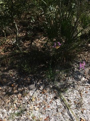 Liatrinae