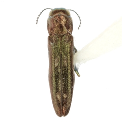 Agrilus fallax
