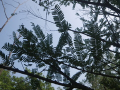Phyllanthus emblica