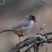 Rusty-bellied Brushfinch - Photo (c) Brandon Ortiz Arenas, some rights reserved (CC BY-NC), uploaded by Brandon Ortiz Arenas