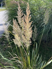 Calamagrostis × acutiflora