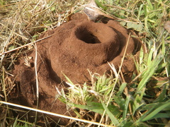 Pheidole sykesii