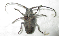 Crossotus stypticus aethiops
