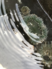 Anthopleura elegantissima