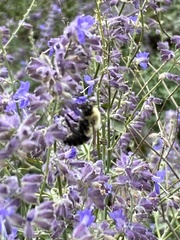 Bombus impatiens